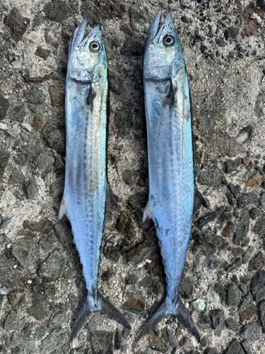 サゴシの釣果