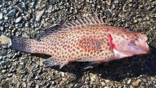 オオモンハタの釣果