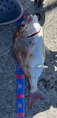 マダイの釣果