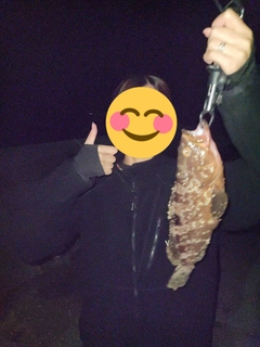 アコウの釣果