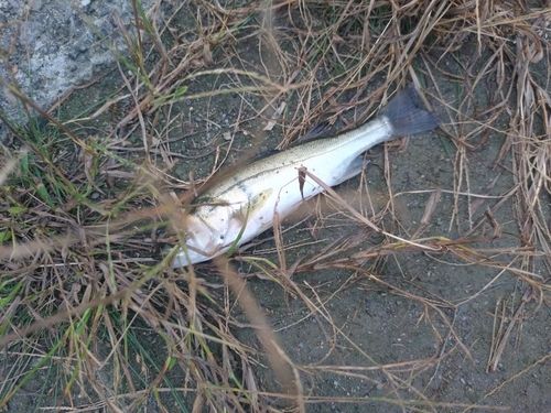 セイゴ（マルスズキ）の釣果