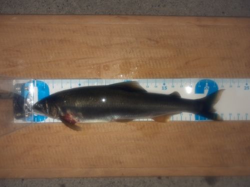 アユの釣果