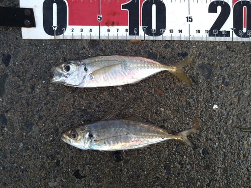 アジの釣果