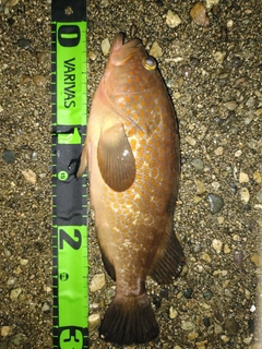 アコウの釣果