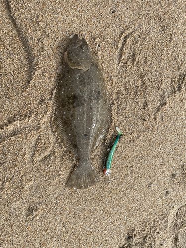 ソゲの釣果
