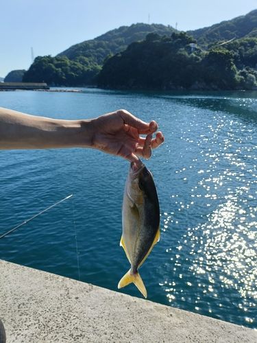 シオの釣果