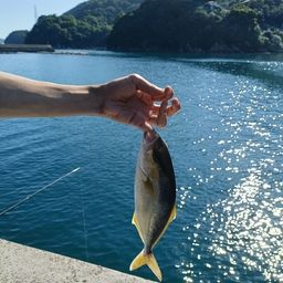 シオ