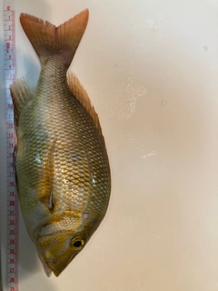 タマンの釣果