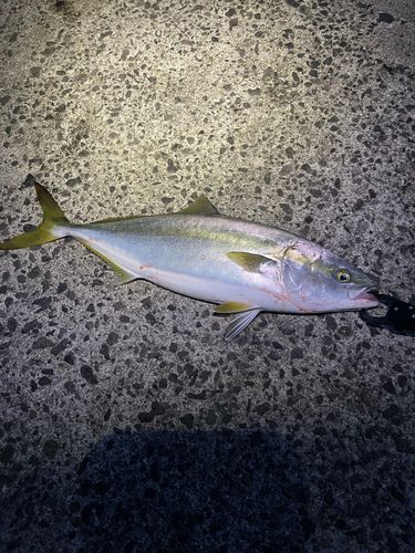 噴火湾