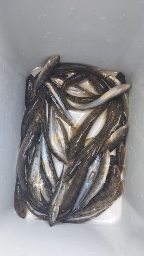 浜名湖