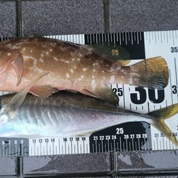 アジ