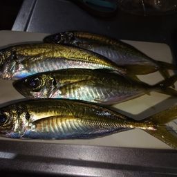 アジ