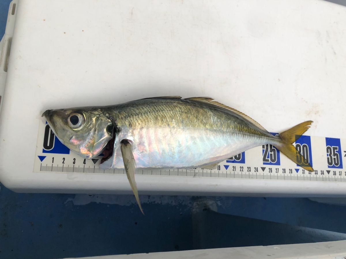 mama Lemonさんの釣果 2枚目の画像