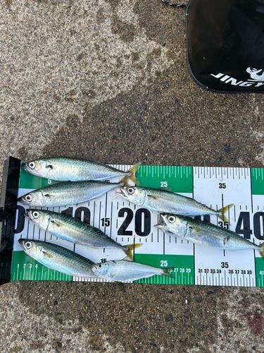 サバの釣果