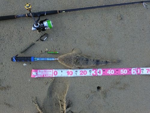 マゴチの釣果