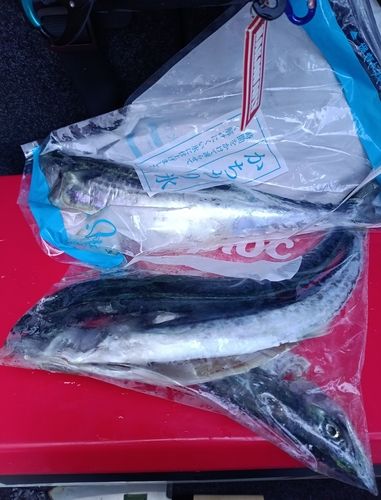 サゴシの釣果