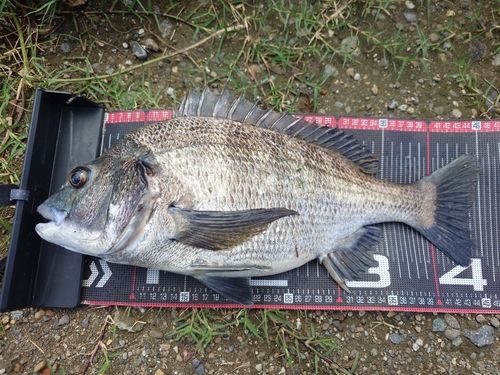 クロダイの釣果