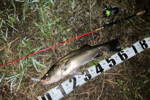 セイゴ（マルスズキ）の釣果