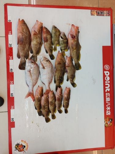 アコウの釣果