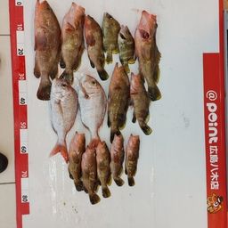 アコウ