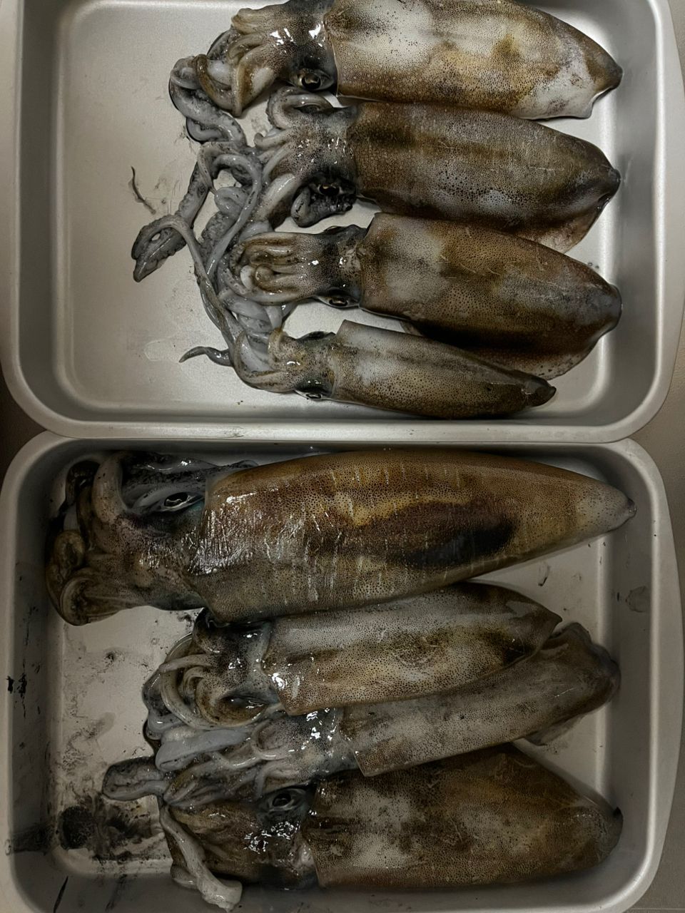 ぴろちSWさんの釣果 1枚目の画像