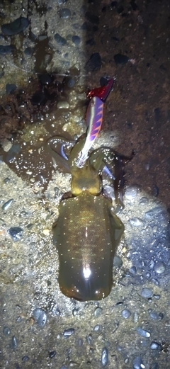 アオリイカの釣果