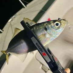 マアジの釣果
