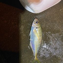 アジ