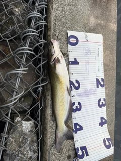 ナマズの釣果