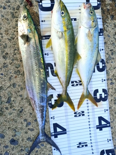 ツバスの釣果