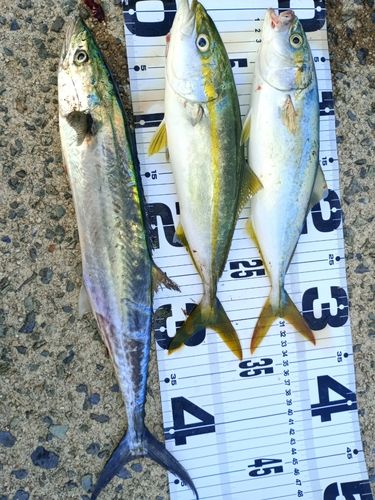 ツバスの釣果