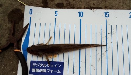 涸沼川