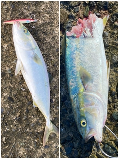 イナダの釣果