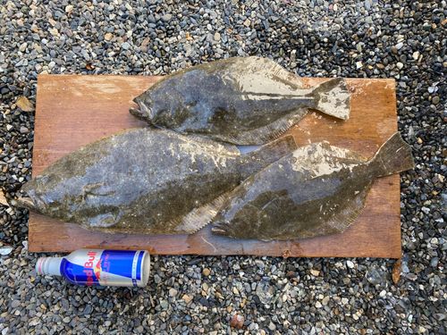 ツバスの釣果