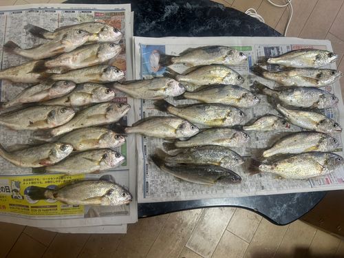 イシモチの釣果
