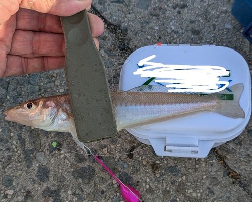 キスの釣果