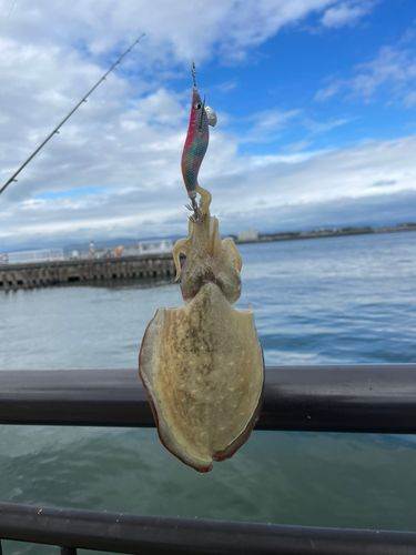 コウイカの釣果
