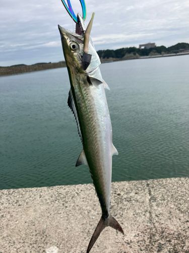 サゴシの釣果