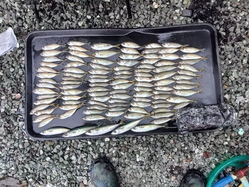 アジの釣果