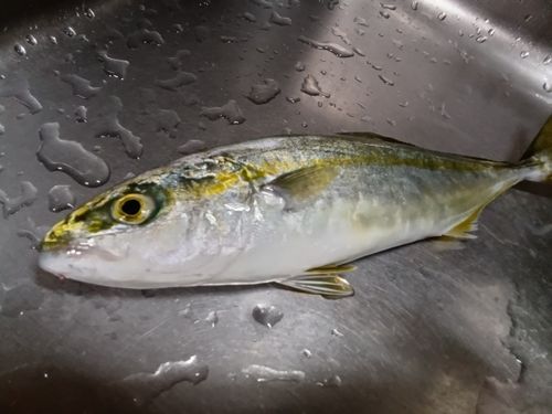 仙崎湾