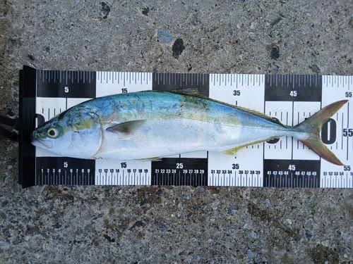 イナダの釣果