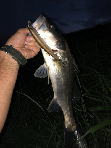 シーバスの釣果