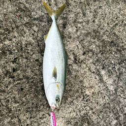 ツバス