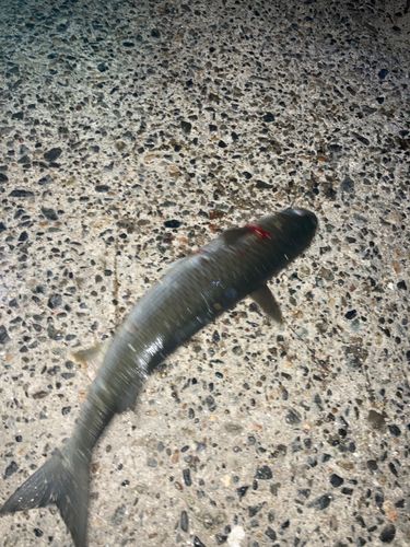 ボラの釣果