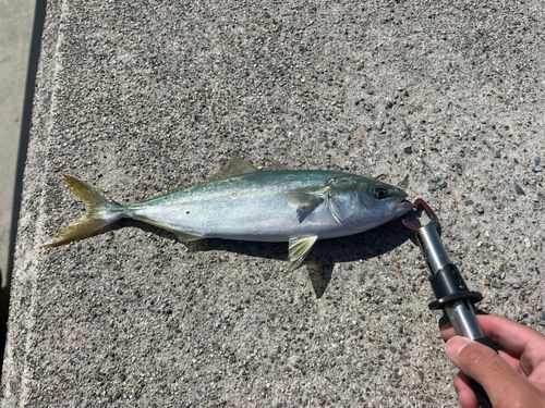 魚津漁港