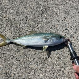 ツバイソ