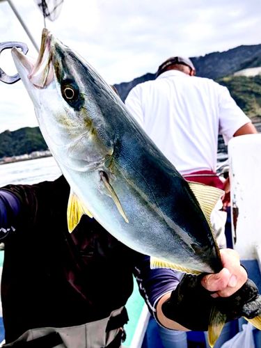 イナダの釣果