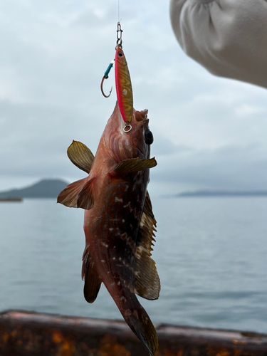 キジハタの釣果