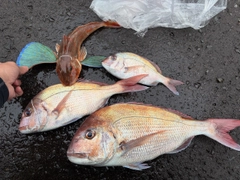 マダイの釣果