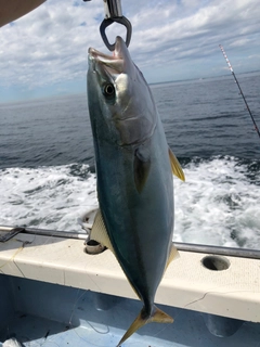 イナダの釣果